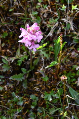 Pedicularis sudetica