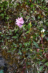 Pedicularis sudetica