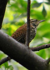 Thryophilus pleurostictus