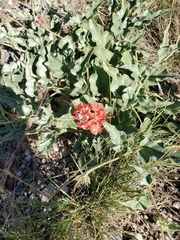 Nyctaginia capitata