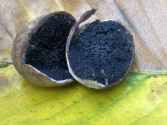 Rhizopogon