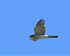 Accipiter cooperii