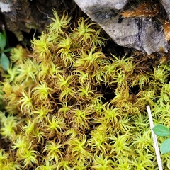 Geheebia gigantea
