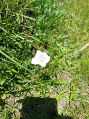 Nierembergia linariifolia