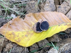 Rhizopogon