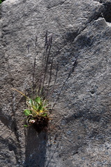 Festuca brachyphylla