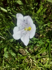 Nierembergia linariifolia