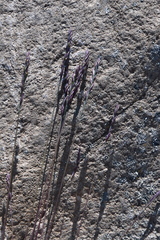 Festuca brachyphylla