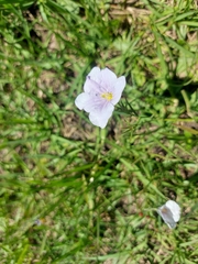 Nierembergia linariifolia