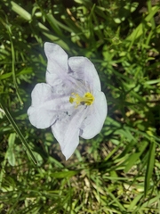 Nierembergia linariifolia