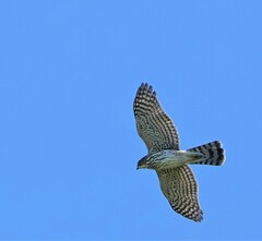 Accipiter cooperii