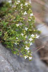 Stenaria nigricans