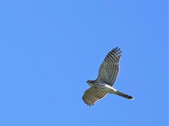 Accipiter cooperii
