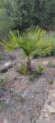 Chamaerops humilis
