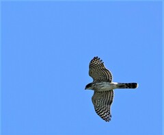 Accipiter cooperii