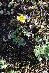Potentilla hyparctica