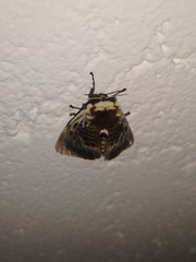 Megalopyge albicollis