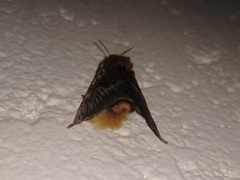 Megalopyge albicollis