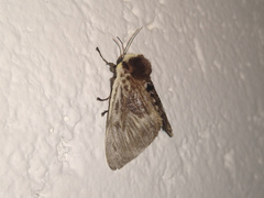 Megalopyge albicollis