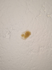 Megalopyge albicollis