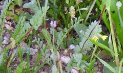 Ornithopus compressus