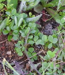 Trifolium cherleri