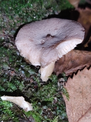 Lactarius glyciosmus