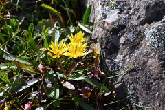 Taraxacum macilentum