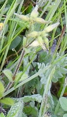 Cerastium brachypetalum