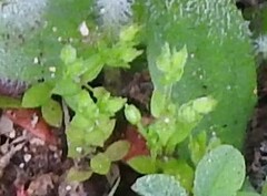 Moehringia trinervia