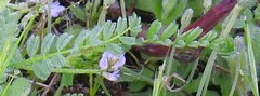 Biserrula pelecinus