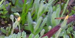 Hypochaeris glabra