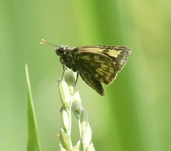 Ampittia dioscorides