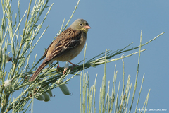 Emberiza hortulana