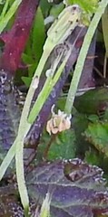 Hypochaeris glabra