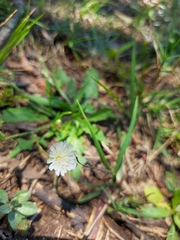 Hypochaeris albiflora