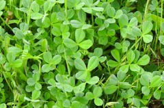 Trifolium cherleri