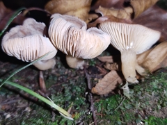 Lactarius glyciosmus