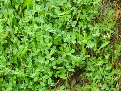 Biserrula pelecinus