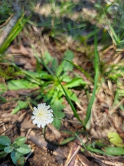 Hypochaeris albiflora