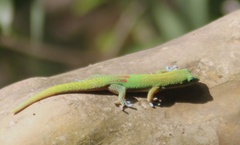 Phelsuma laticauda