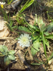 Hypochaeris albiflora