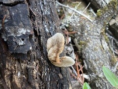 Crepidotus