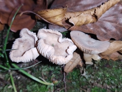 Lactarius glyciosmus