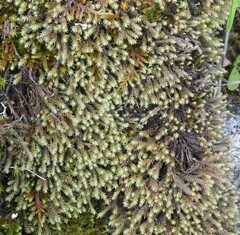 Hedwigia ciliata