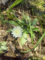 Hypochaeris albiflora