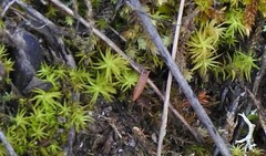 Tortella squarrosa