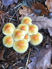 Hypholoma capnoides