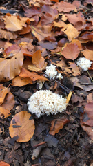 Hericium coralloides