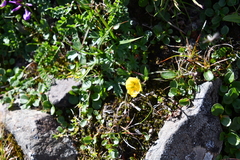 Potentilla hyparctica